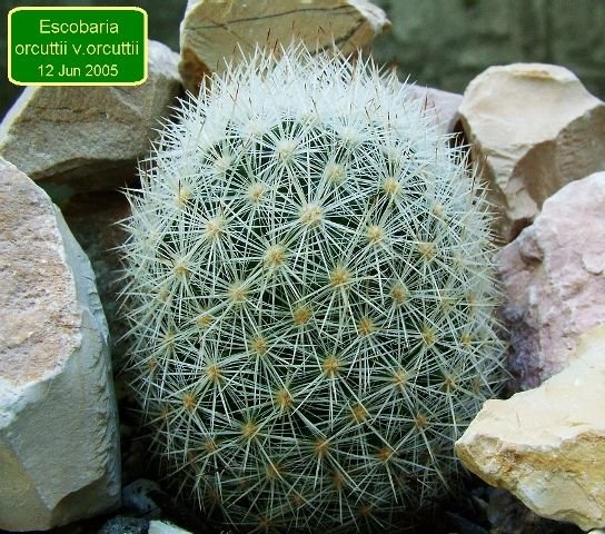 Escobaria _orcuttii_ v.orcuttii _01